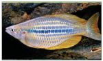 Ikan Hias Air Tawar Asal Papua Indonesia - 2