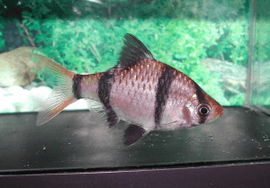 ikan sumatera