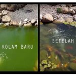 air hijau kolam koi