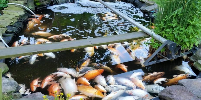 why koi fish die